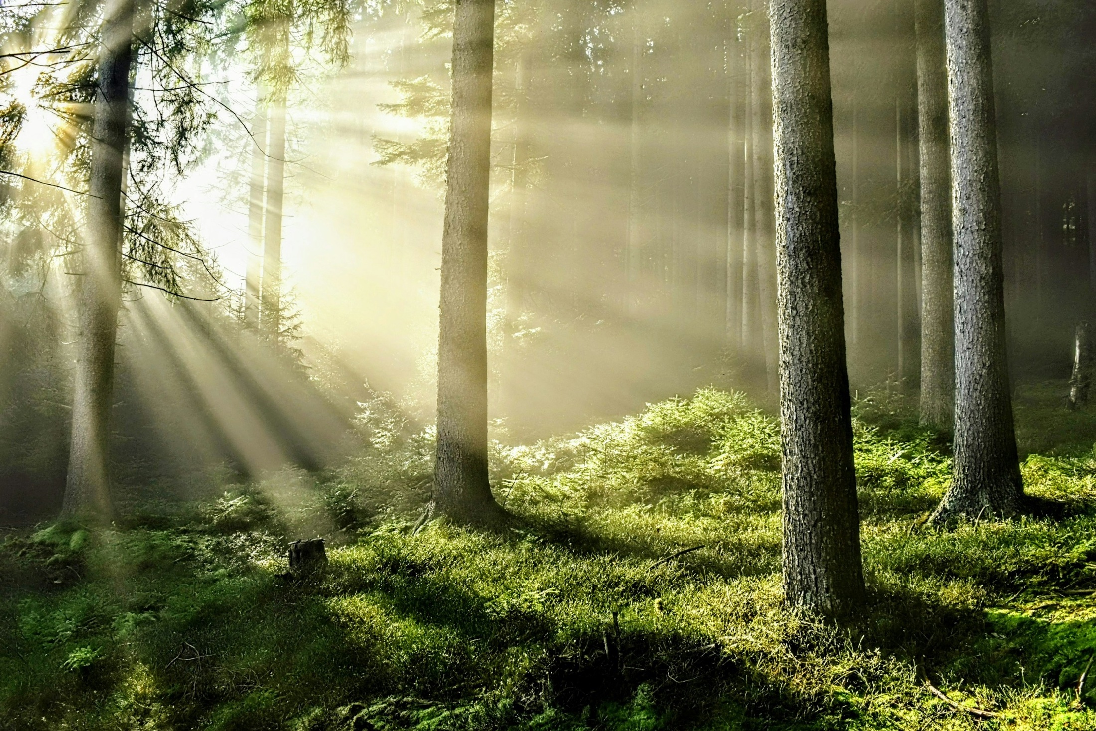 Sonnenlicht fällt durch einen grünen Wald